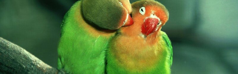 Two Lovebirds on Branch — Green, Intimate, Photograph