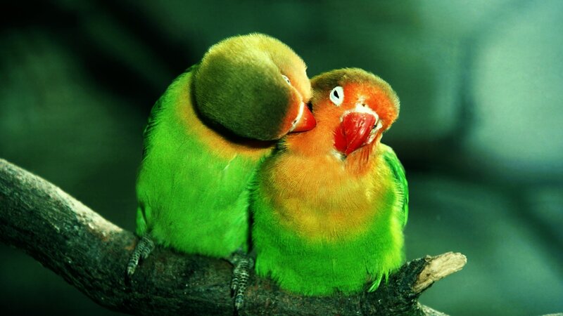 Two Lovebirds on Branch — Green, Intimate