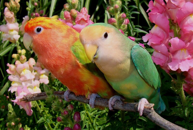 Two Lovebirds on Branch — Green, Serene, Afternoon, Photograph