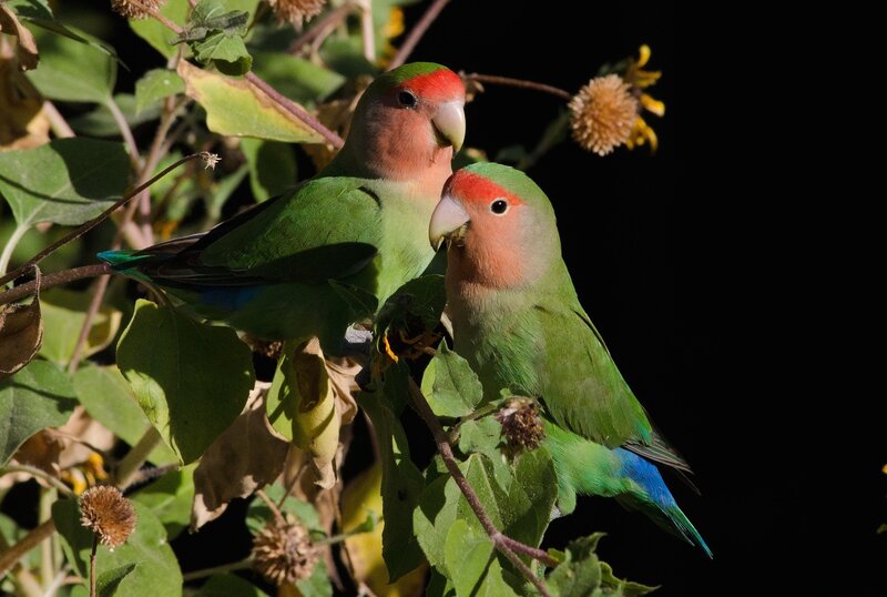 Two Lovebirds on Branch — Green, Serene, Afternoon