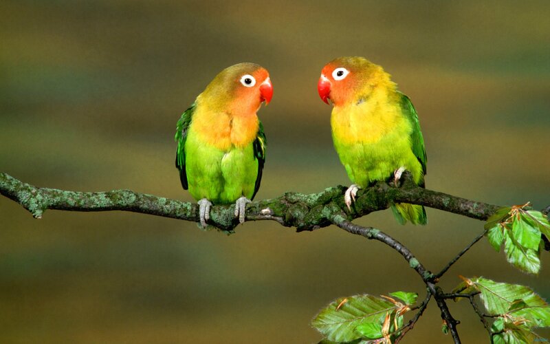 Two Lovebirds on Branch — Green, Serene