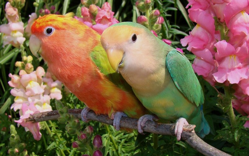 Two Lovebirds on Branch — Pink