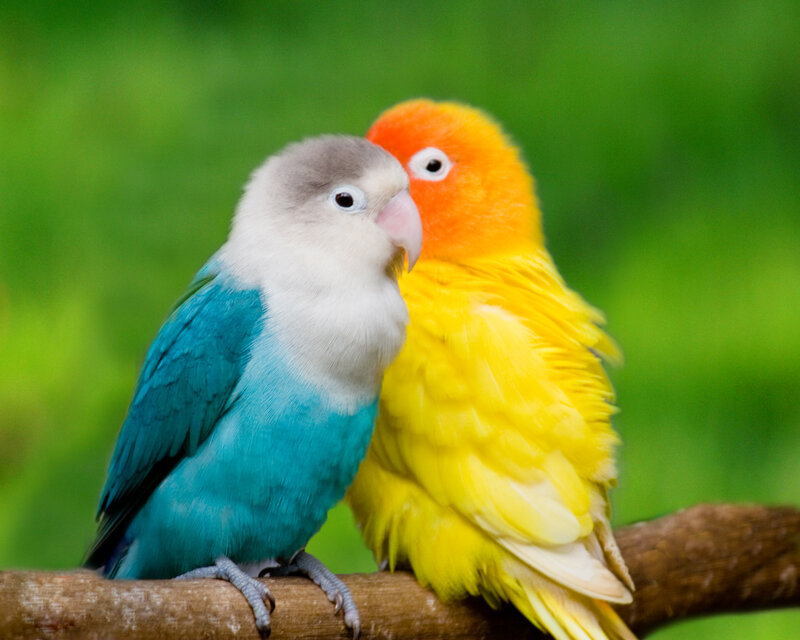 Two Lovebirds on Branch