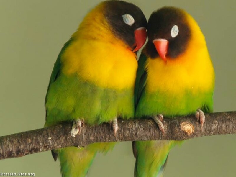 Two Lovebirds on Branch — Yellow, Calm