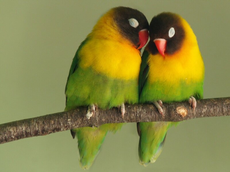 Two Lovebirds on Branch — Yellow