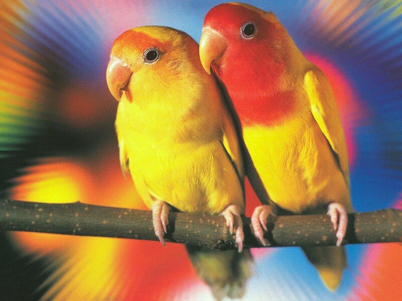 Two Lovebirds on Branch — Yellow, Vibrant