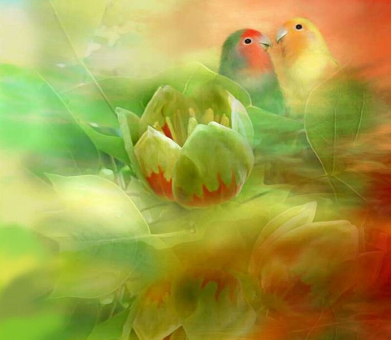 Two Lovebirds on Flower