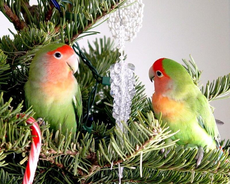 Two Lovebirds on Tree