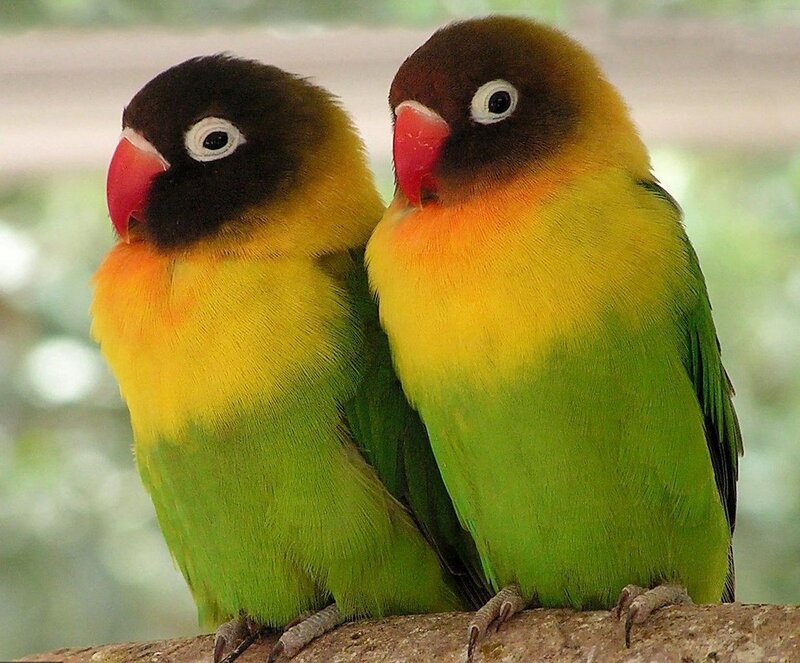 Two lovebirds perched together