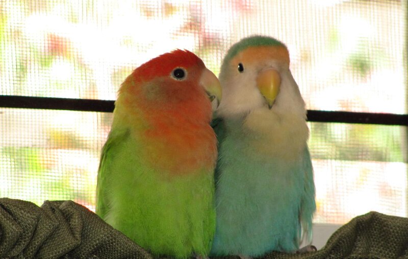 Two lovebirds perched together