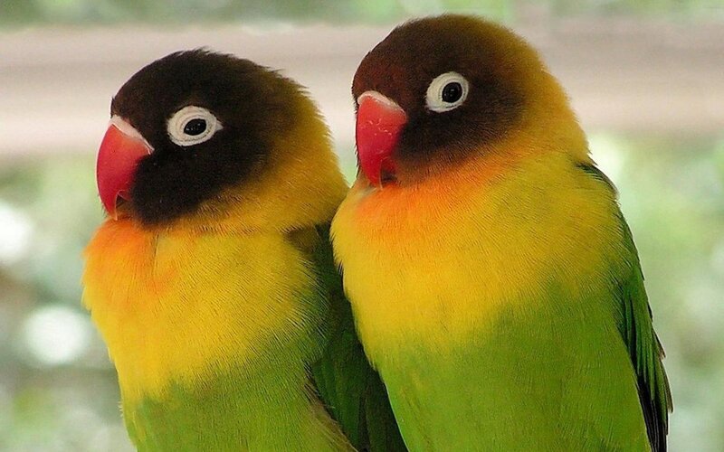 Two Lovebirds Together