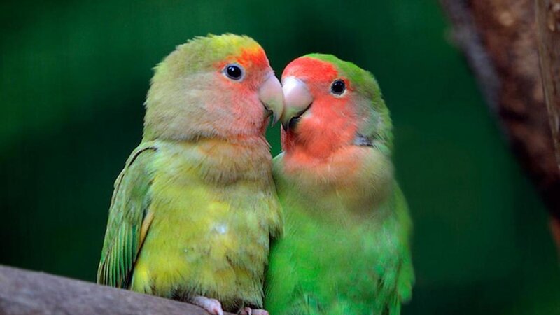 Two Lovebirds Touching — Green, Calm