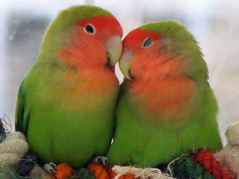 Two Lovebirds Touching — Green