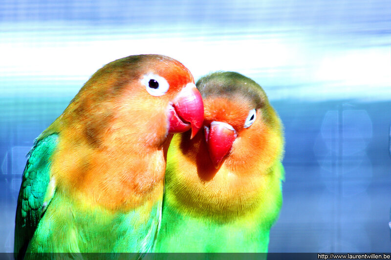 Two Lovebirds Touching