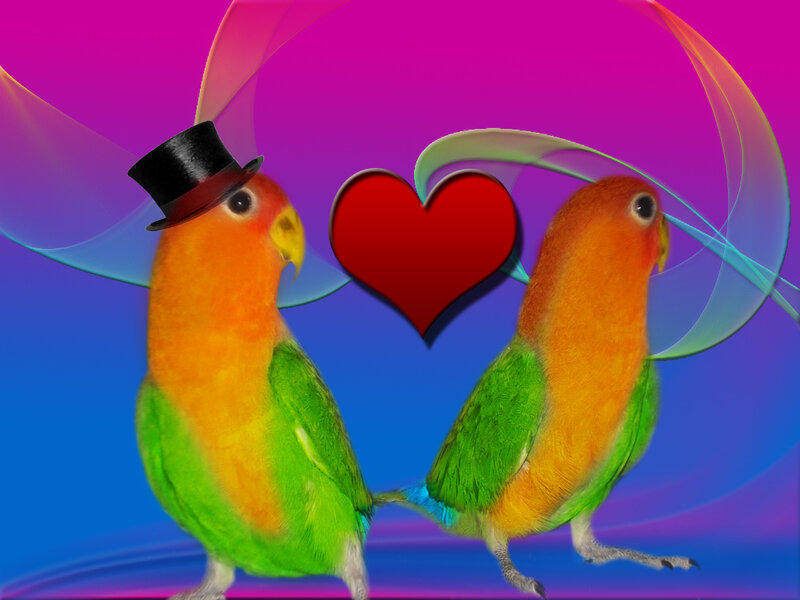 Two Lovebirds with Heart