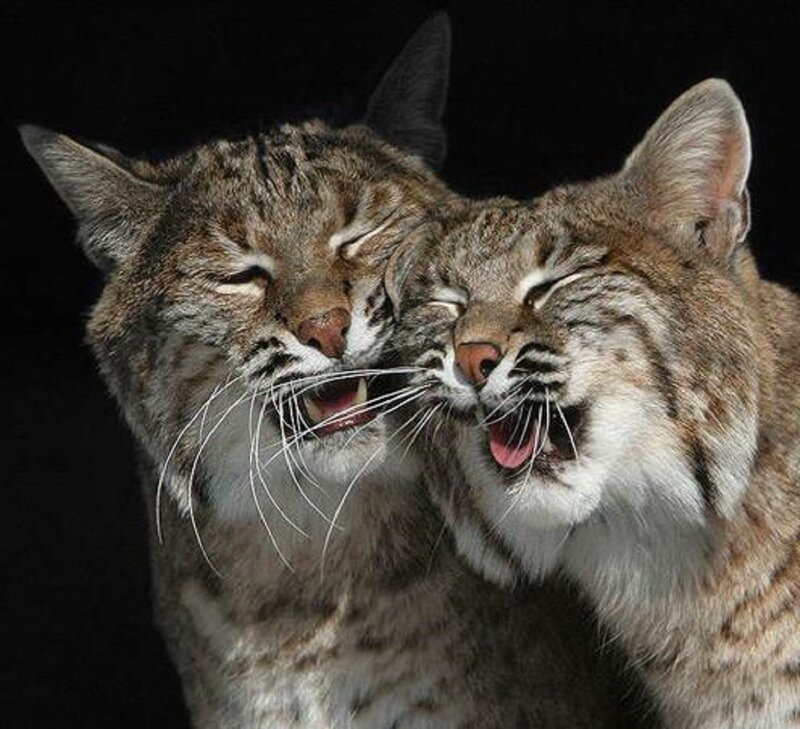 Two Lynx Cats — Brown