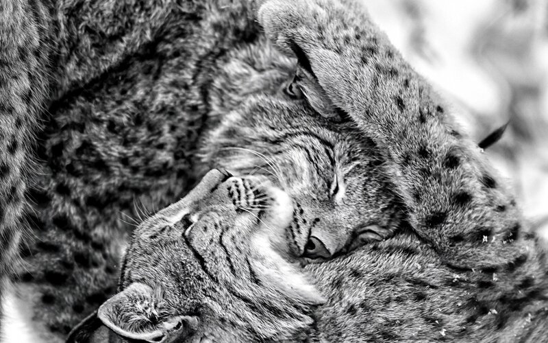 Two Lynx Cats Cuddling