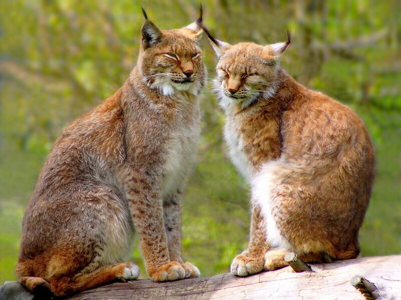 Two lynx cats on a log