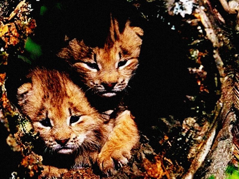 two lynx cubs in a den