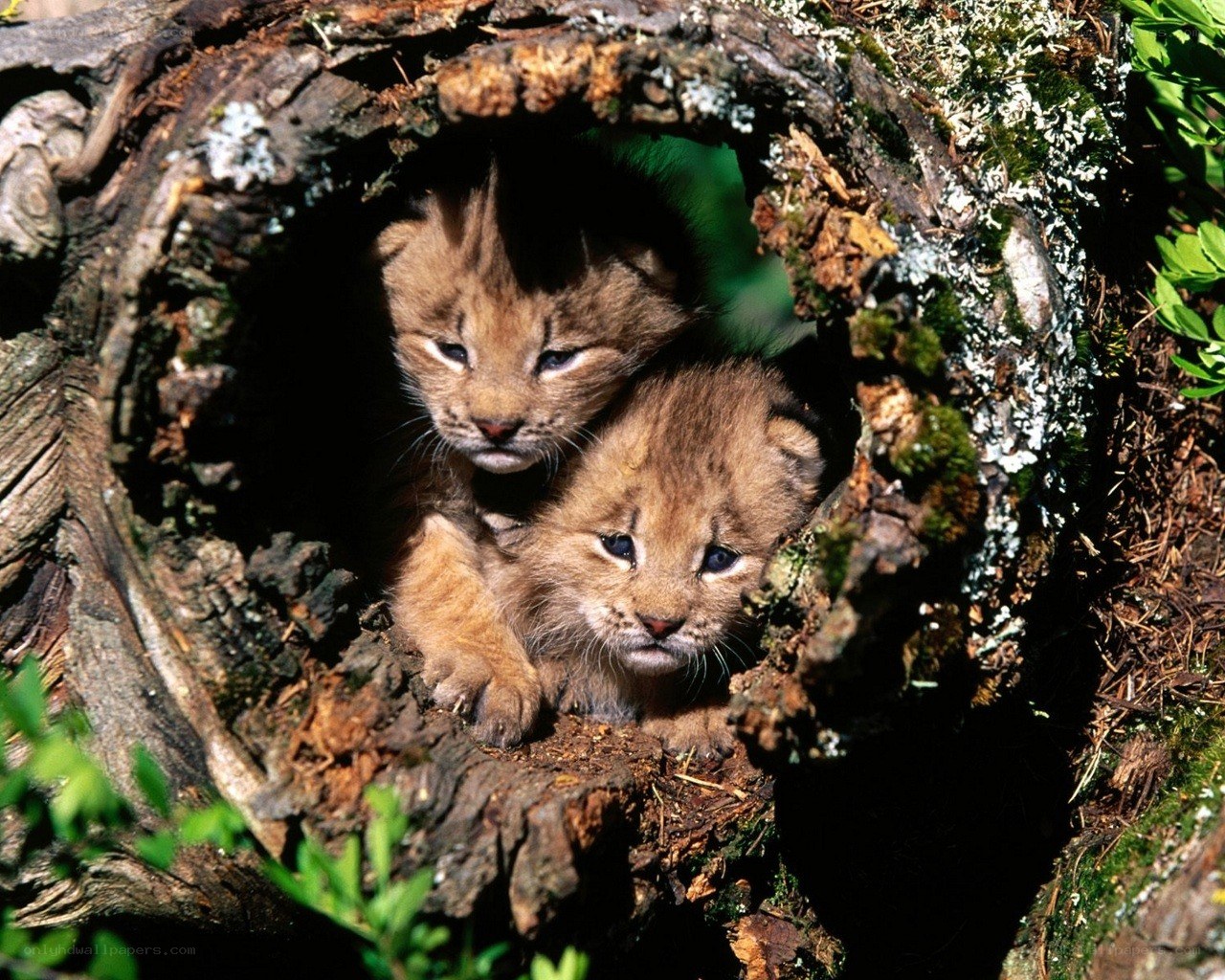 Two lynx cubs in a hollow log