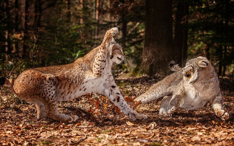 Two Lynx Fighting — Brown