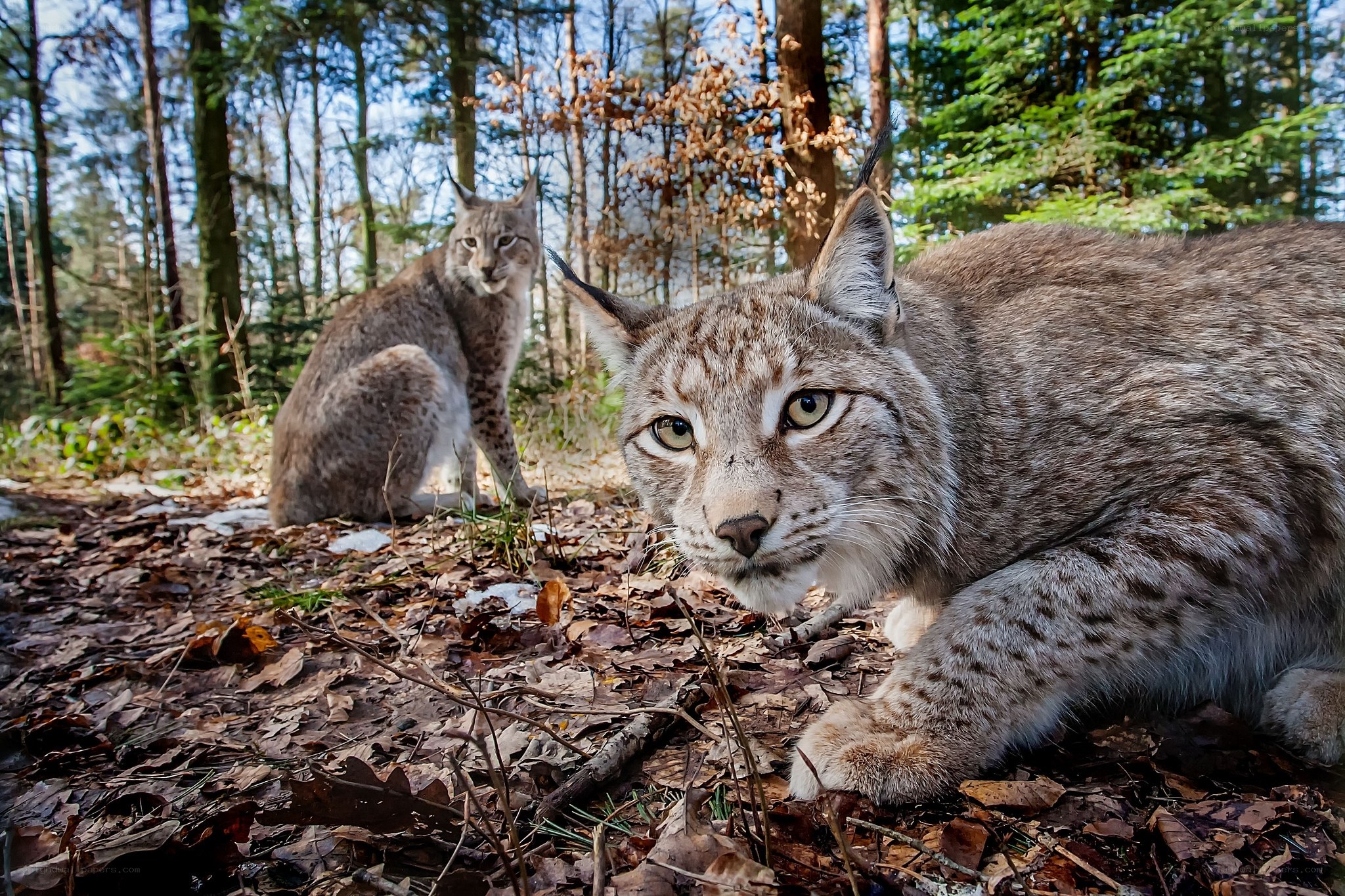 Two lynx in a forest