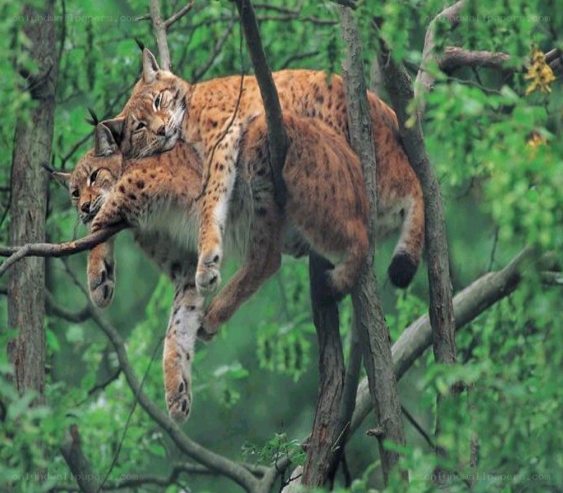 Two lynx in a tree