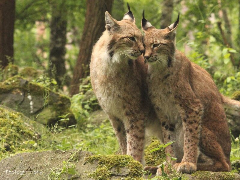 Two Lynx in Forest — Brown, Calm