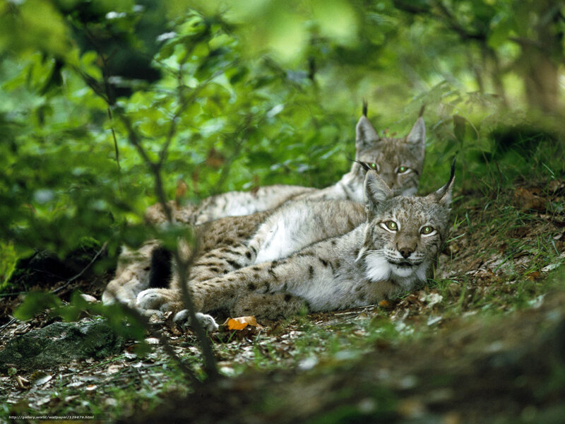 Two lynx in forest