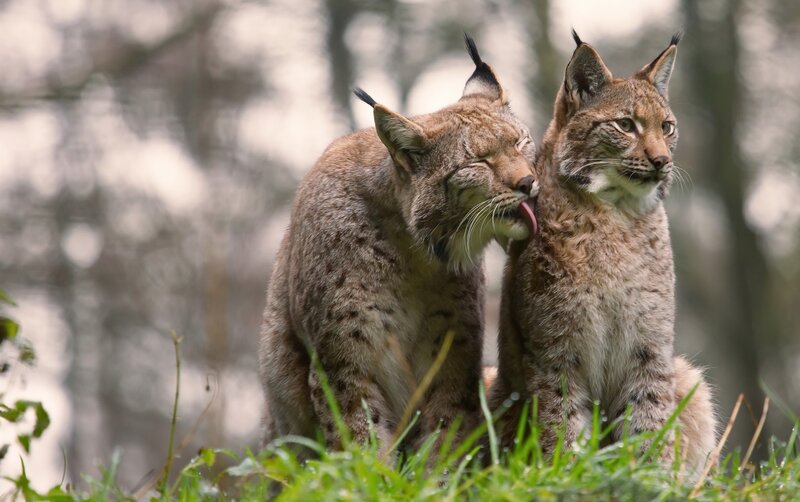 Two Lynx in Grass
