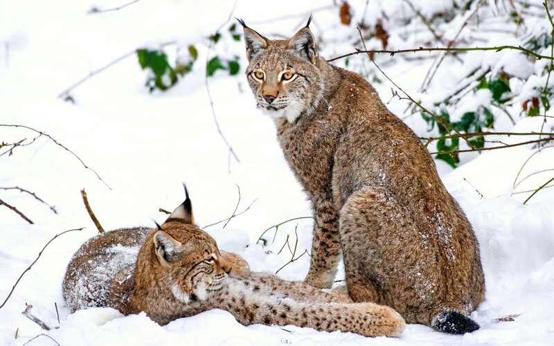 Two Lynx in Snow — Brown