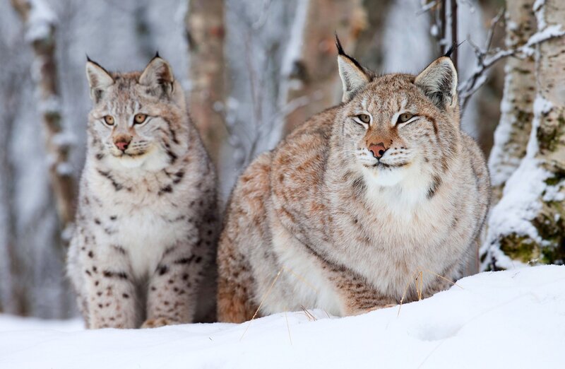 Two Lynx in Snow — Calm