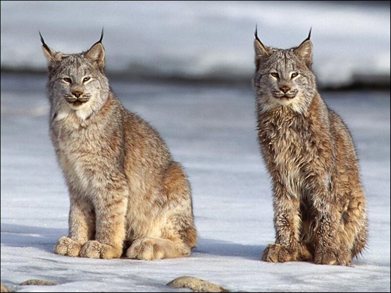 Two Lynx in Snow — Gray, Calm