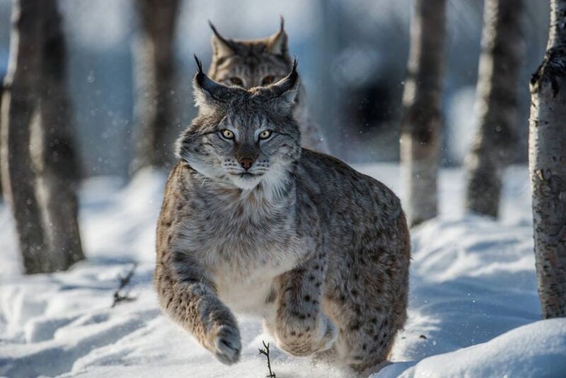 Two Lynx in Snow — Gray