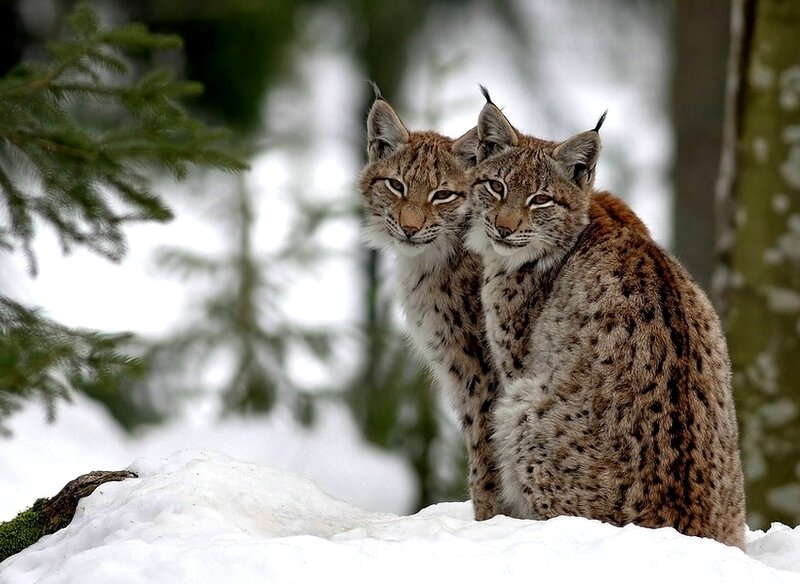 Two Lynx in Snow