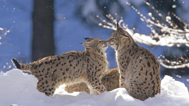 Two Lynx in Snow — White, Calm