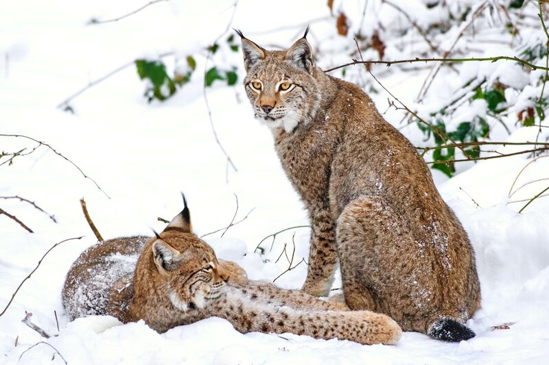 Two Lynx in Snow — White, Calm, Winter, Photograph, Branches, Green Leaves