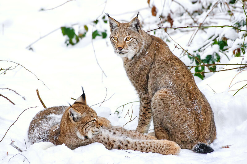Two Lynx in Snow — White, Calm, Winter, Photograph, Branches