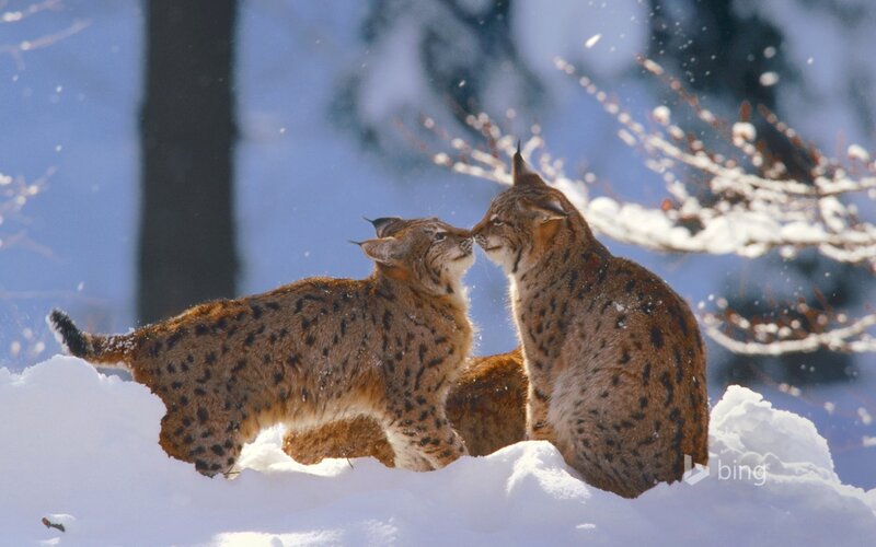 Two Lynx in Snow — White, Calm, Winter, Photograph, Trees, Branches
