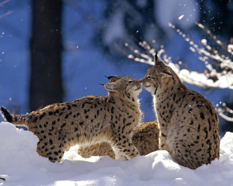 Two Lynx in Snow — White, Peaceful