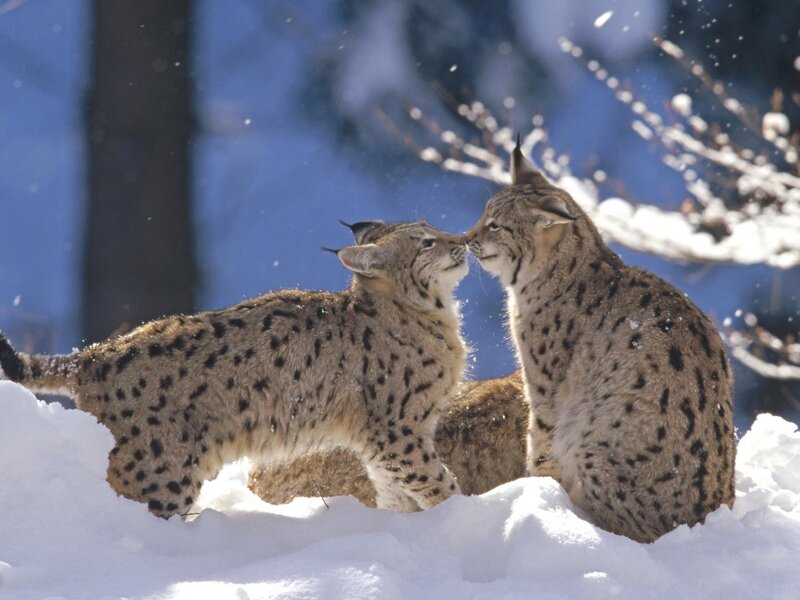 Two Lynx in Snow — White, Peaceful, Winter