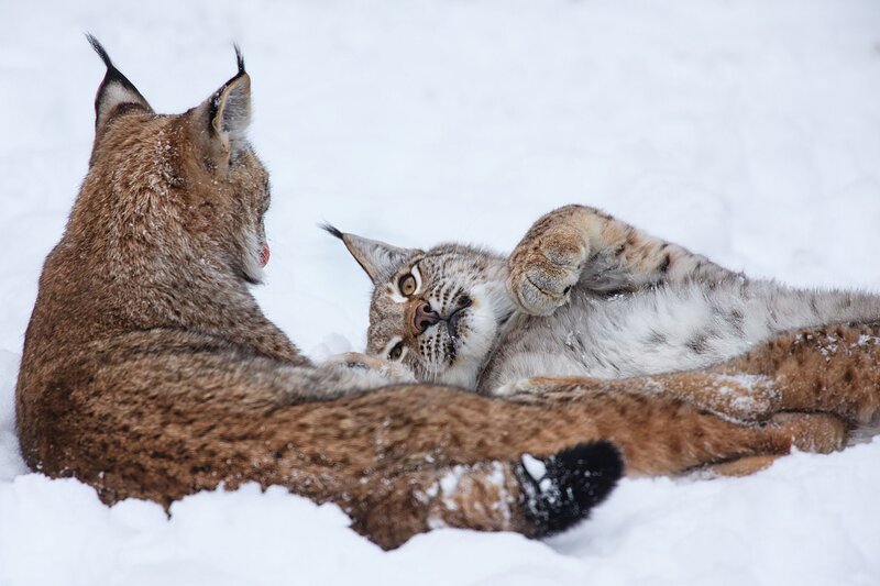 Two Lynx in Snow — White, Playful, Winter, Photograph, Wildcats