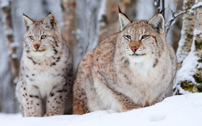 Two Lynx in Snow — Winter