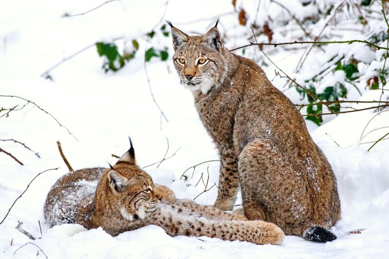 Two lynx in snowy forest