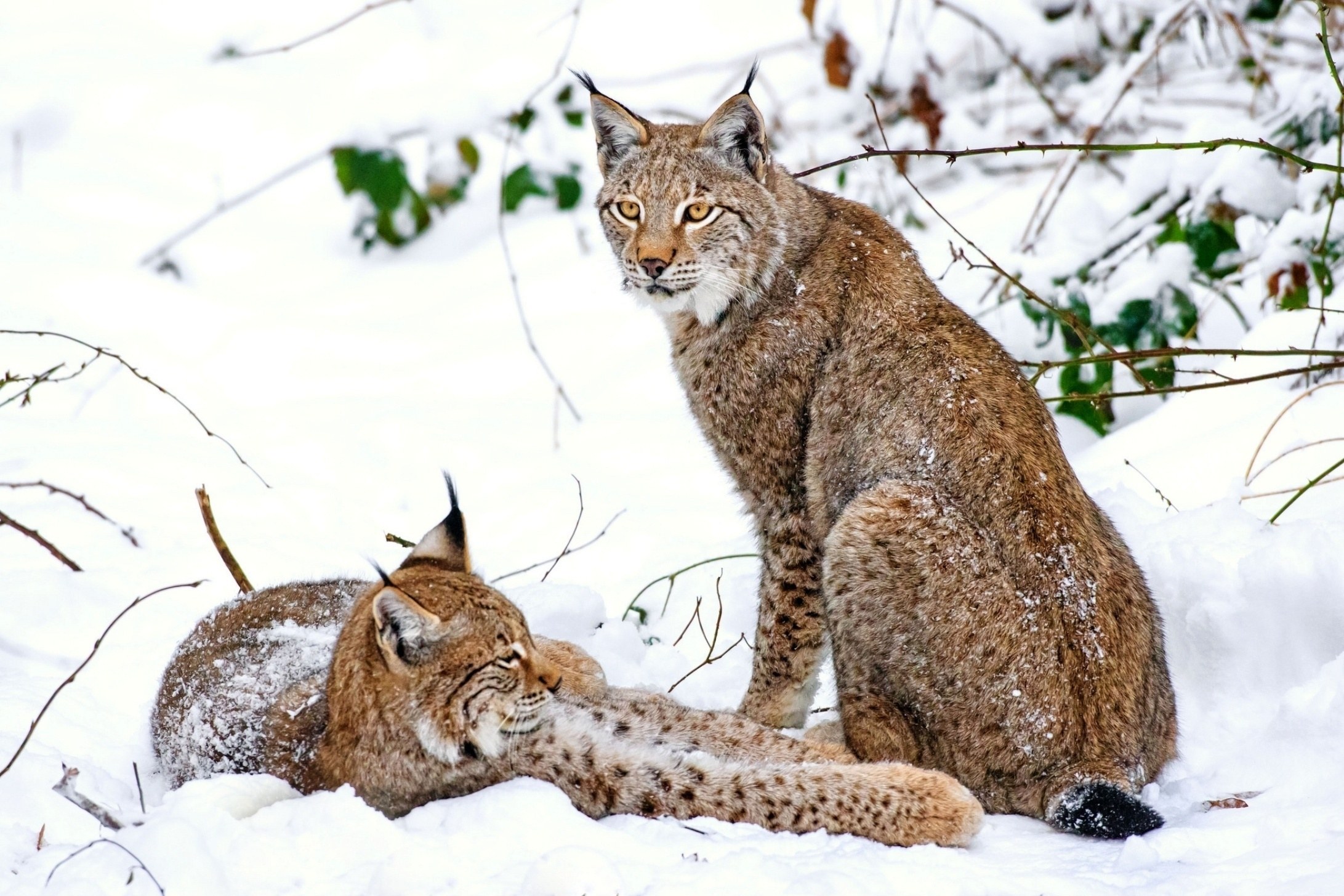 Two lynx in snowy forest