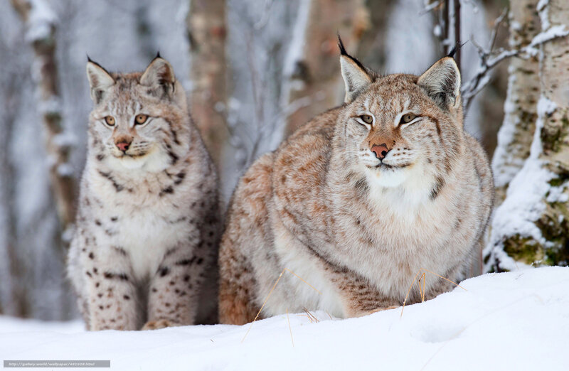 Two lynx in snowy forest
