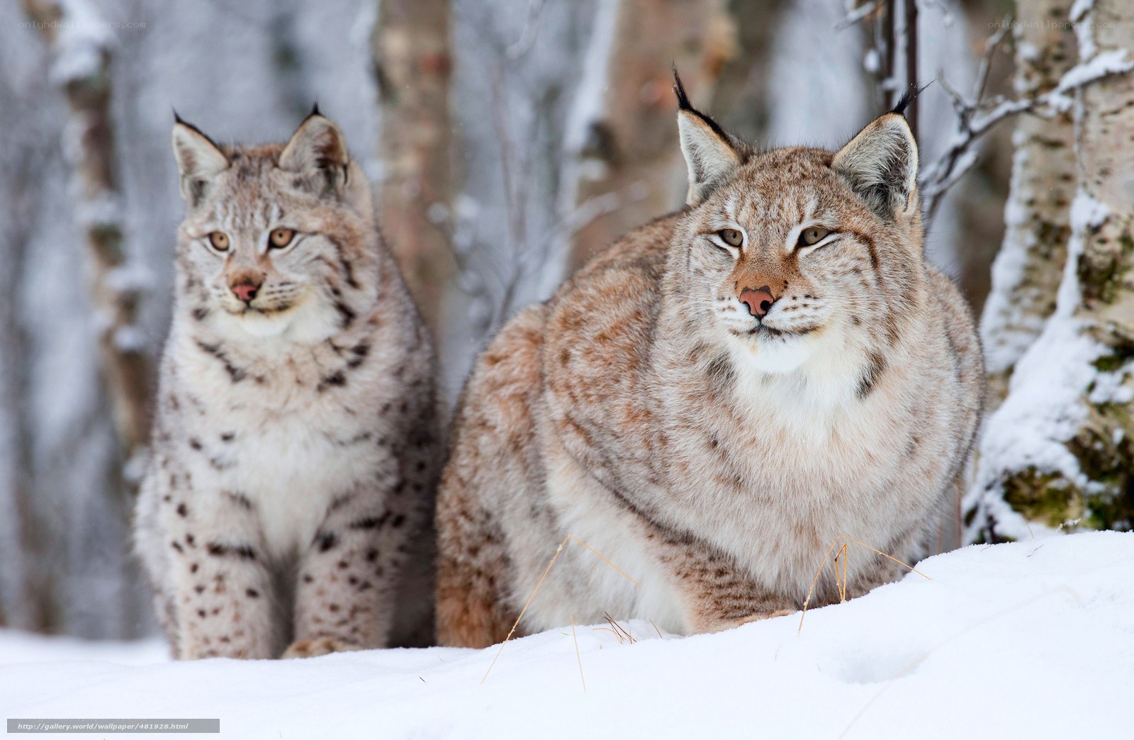 Two lynx in snowy forest