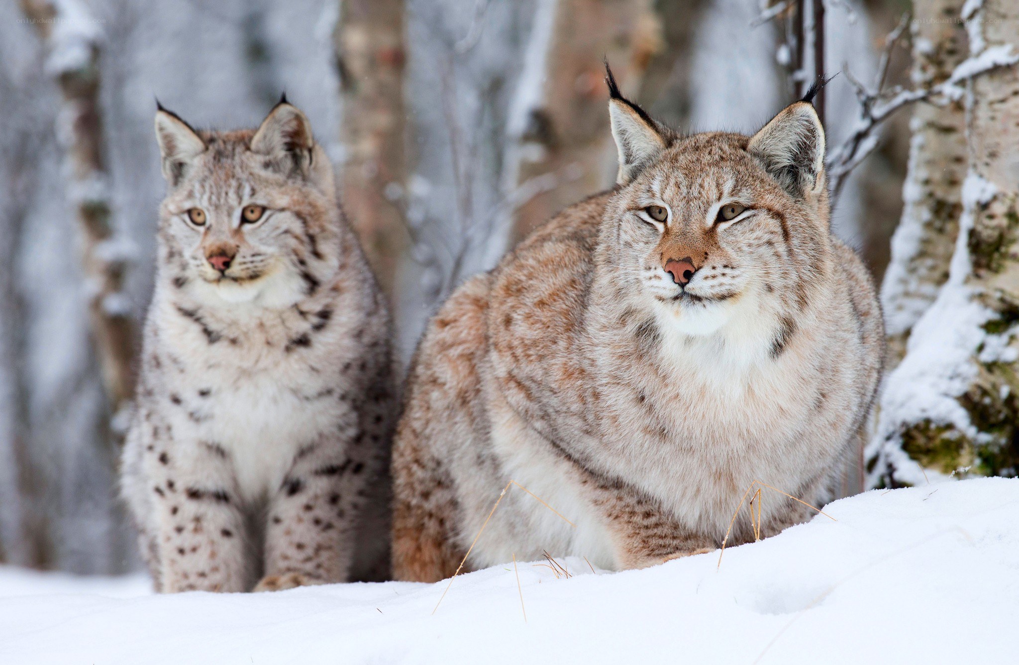 Two lynx in snowy forest