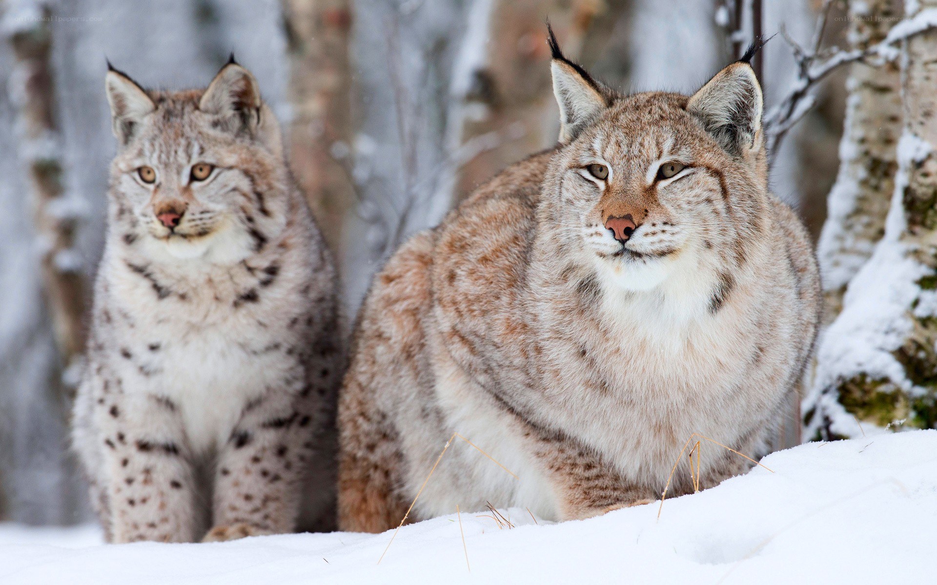 Two lynx in snowy forest