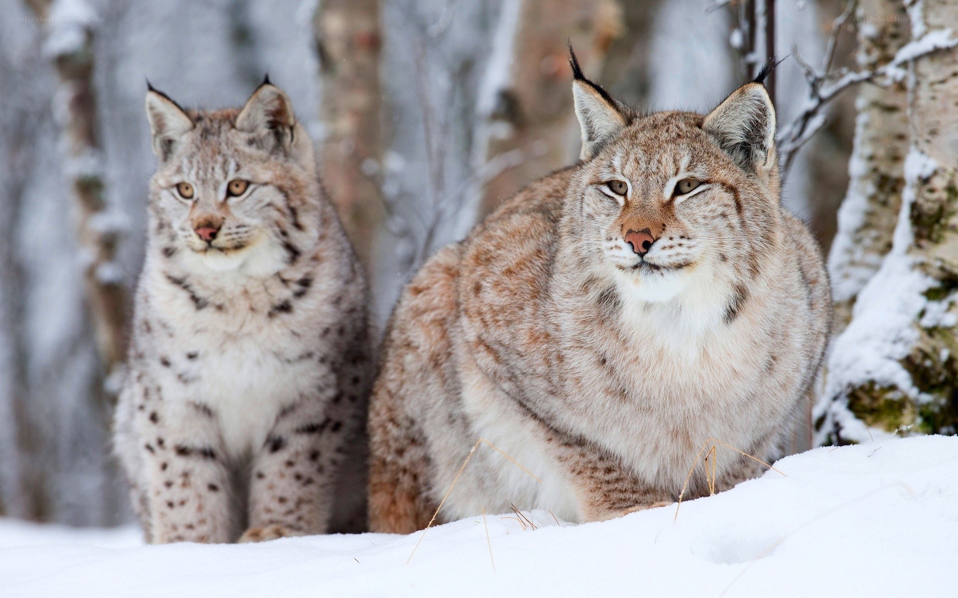 Two lynx in snowy forest